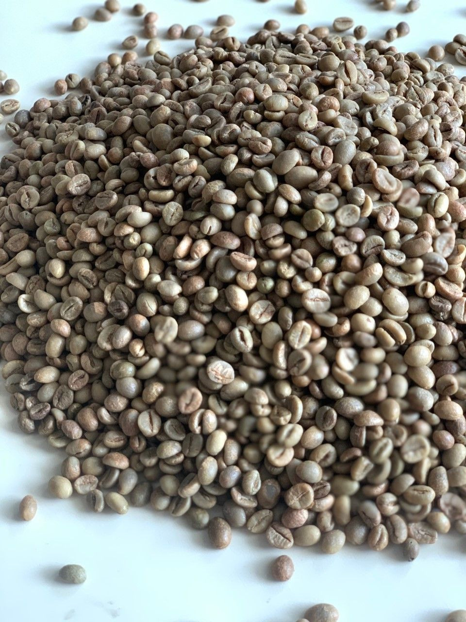 丹比特罗布斯塔绿咖啡豆