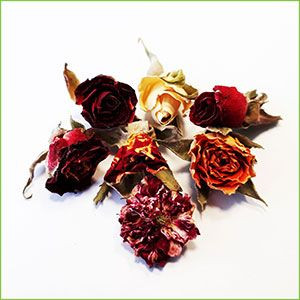 五颜六色的玫瑰花蕾