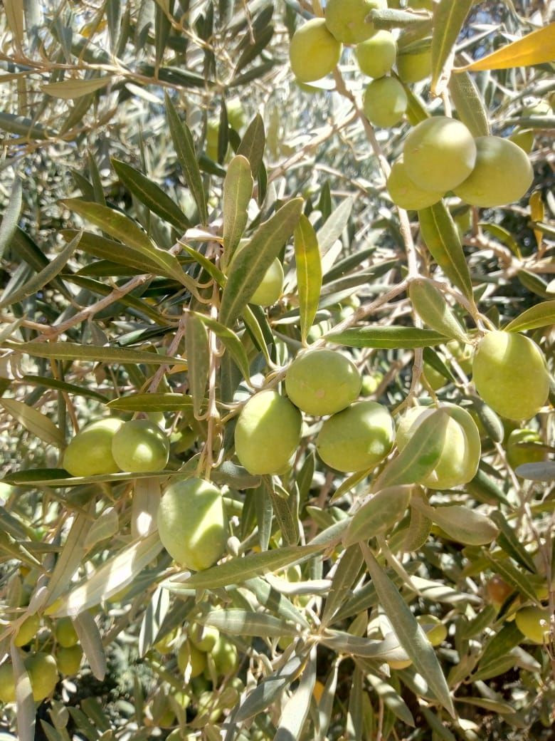 绿色埃及橄榄，天然黑橄榄，成熟氧化黑橄榄