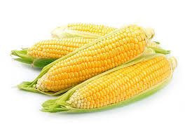 2019年新的软报价-黄玉米#2转基因-每月交付量高达100000公吨