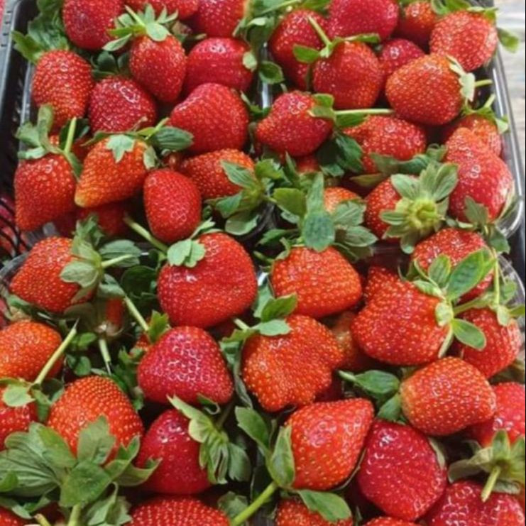 优质新鲜草莓快速发货优质草莓