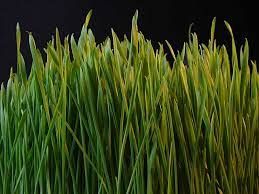 新鲜优质罗兹草干草和苜蓿干草