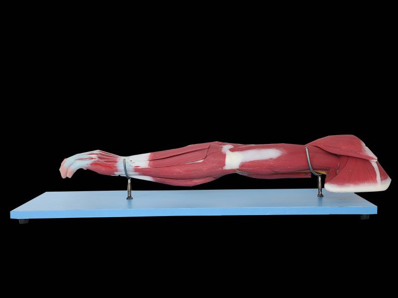 上肢软硅胶解剖模型的解剖