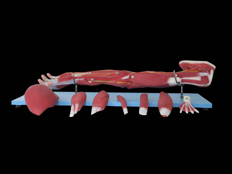 上肢软硅胶解剖模型的解剖
