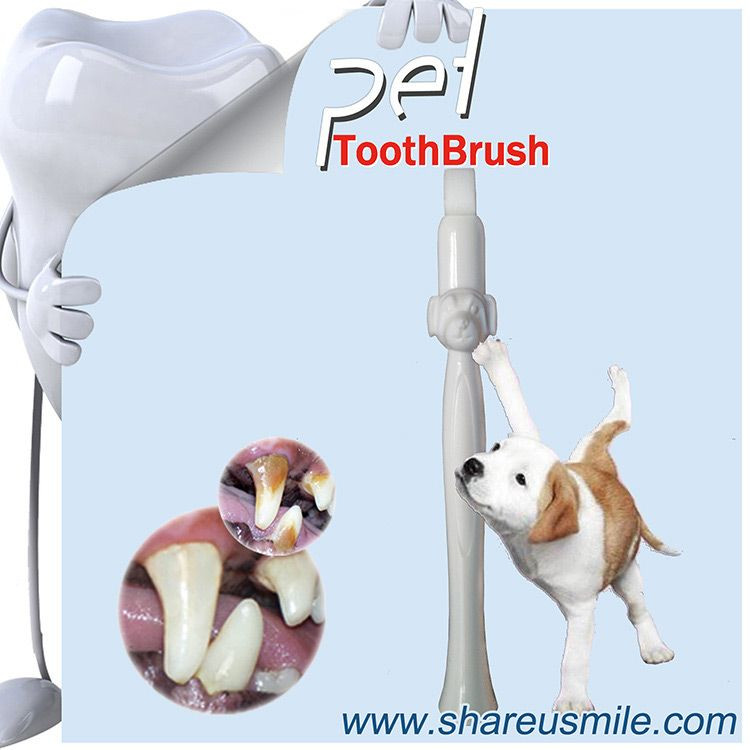 热门产品20大创新牙科护理产品猫狗宠物牙刷清洁头套件