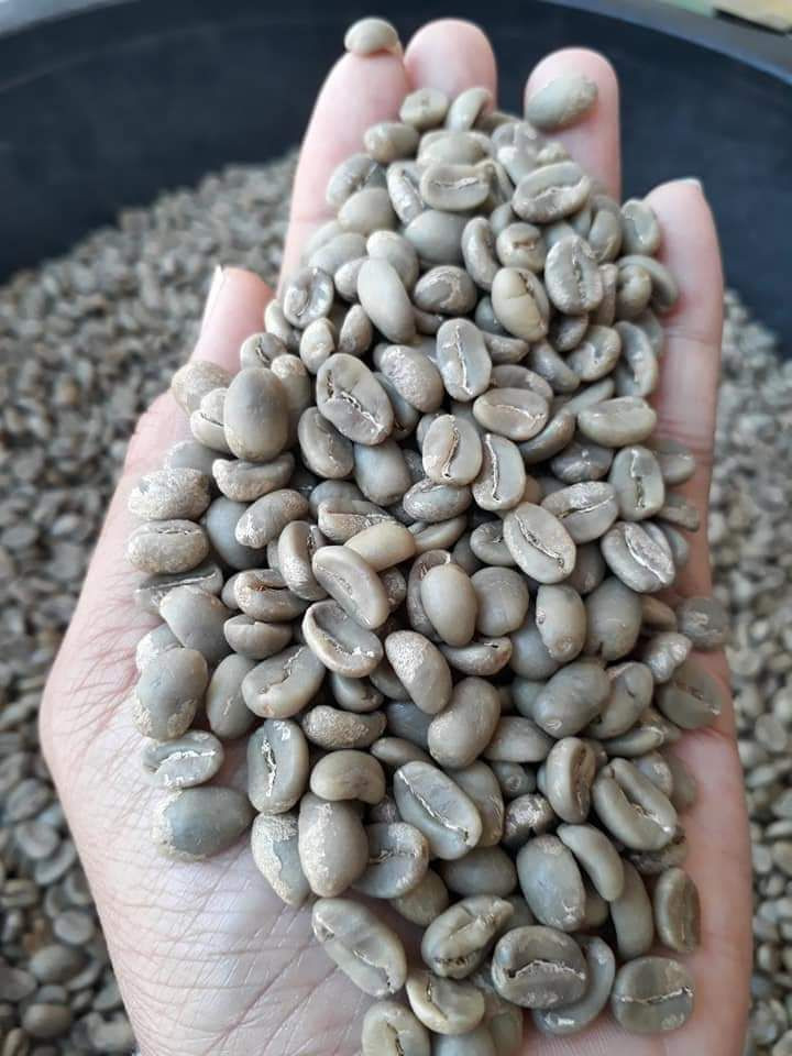 阿拉比卡和罗布斯塔咖啡豆