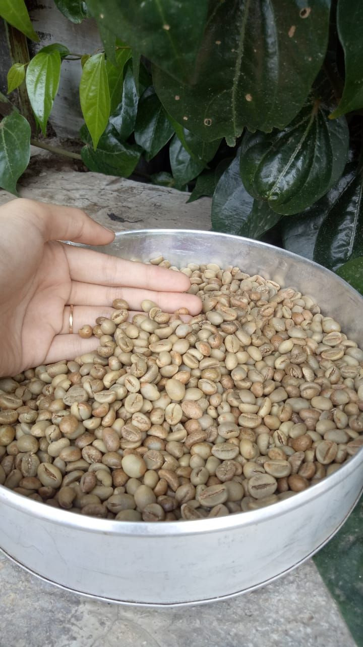 阿拉比卡和罗布斯塔咖啡豆