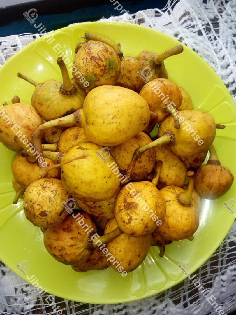 野生酸枣（Annona senegalensis），