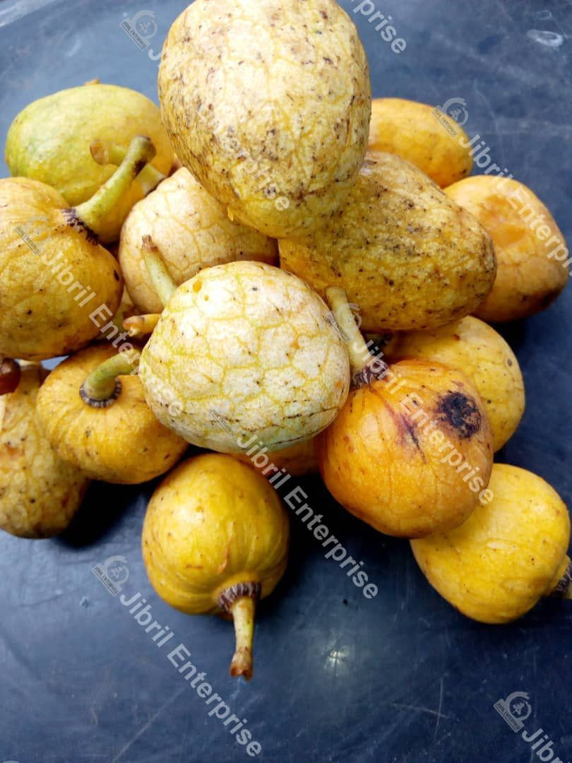 野生酸枣（Annona senegalensis），