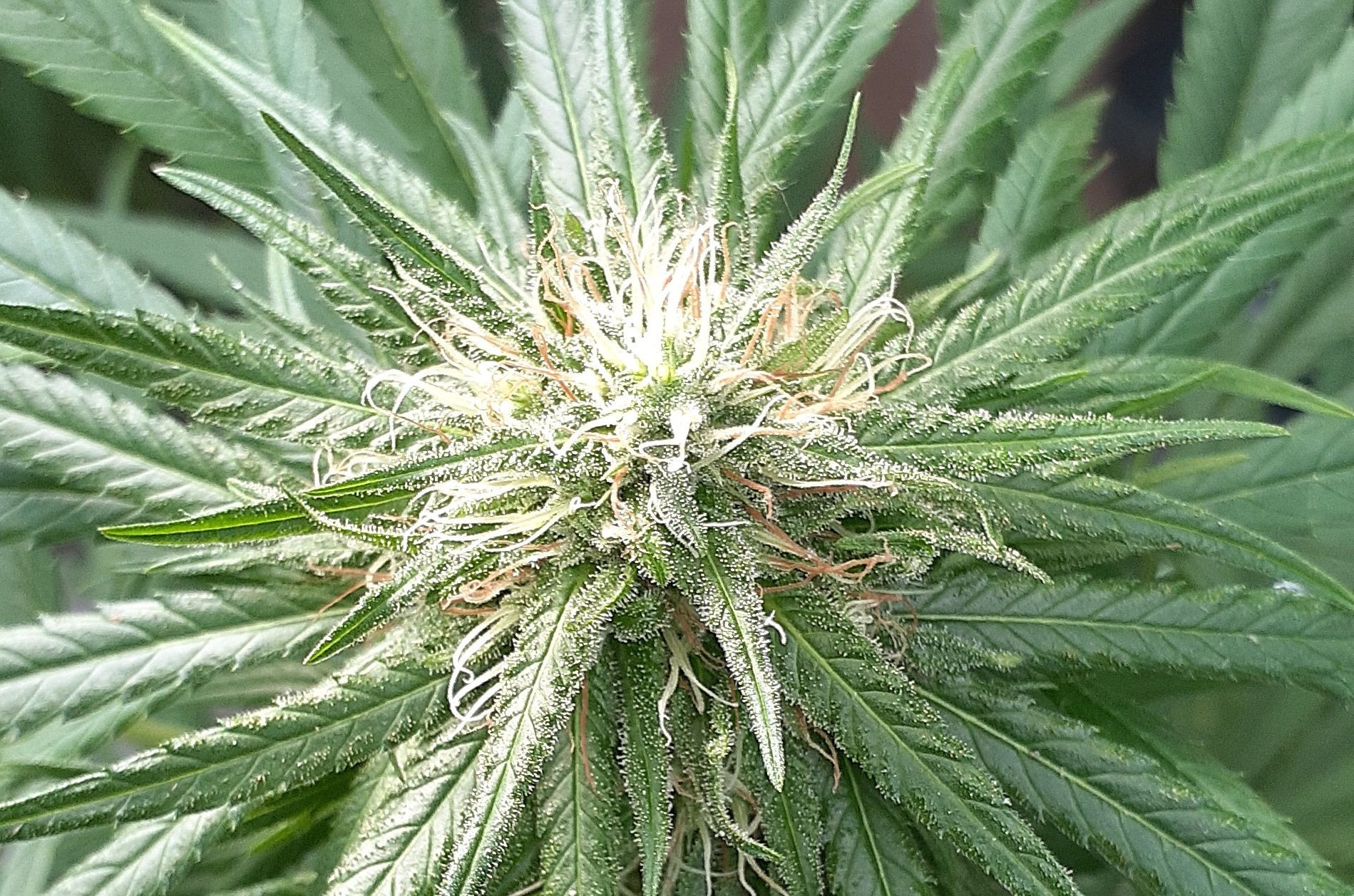 符合您需求的大麻植物按合同种植。