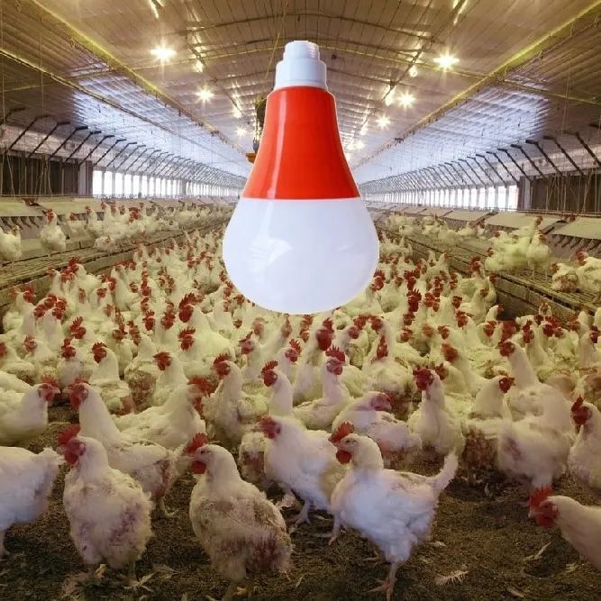 IP67防水LED家禽养殖场生长灯