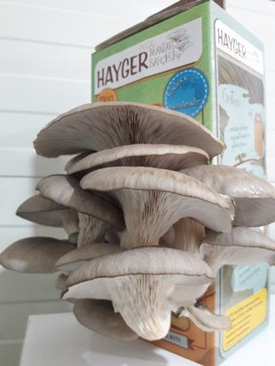 珍珠牡蛎蘑菇在家里饲养。