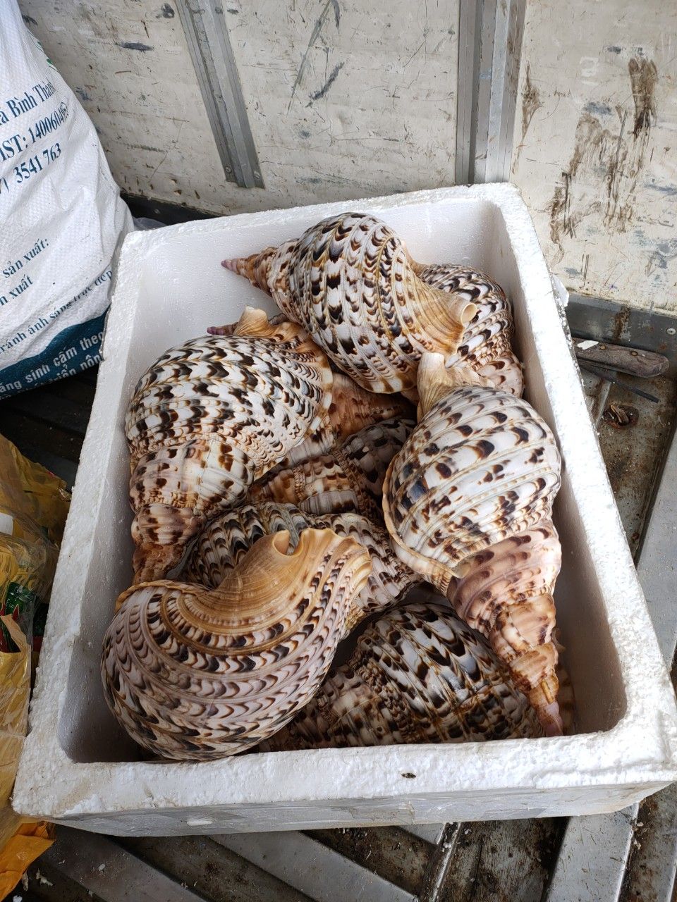 贝壳干净的海螺贝壳便宜的价格海螺贝壳